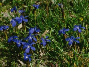 Gentiane printanière 2