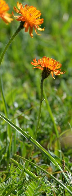 Épervière orange 3