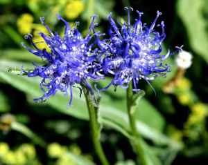 Raiponce orbiculaire