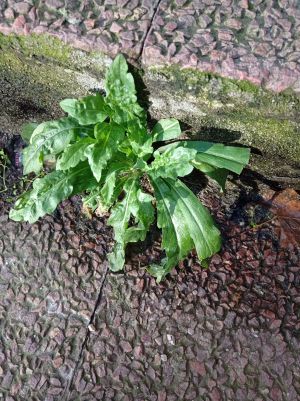 Vergerette a fleurs nombreuses