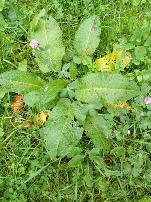 Oseille sauvage.rumex