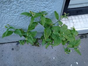 Laiteron maraicher 2