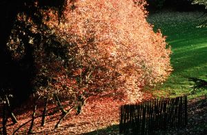 Parc des Buttes Chaumont 14