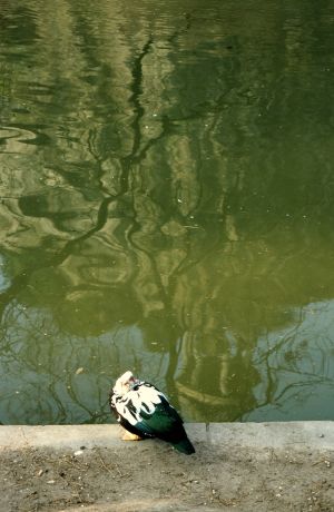 Parc des Buttes Chaumont 25