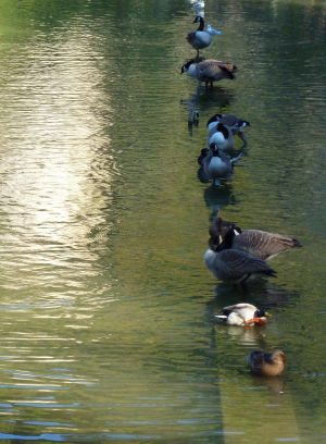 Parc des Buttes Chaumont 91