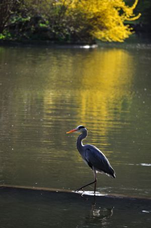Parc des Buttes Chaumont 48
