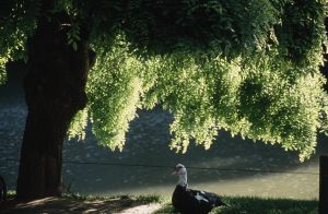 Parc des Buttes Chaumont 6