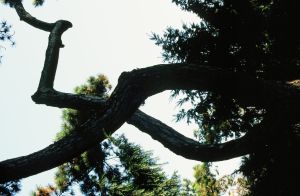 Parc des Buttes Chaumont 31