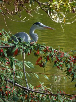Parc des Buttes Chaumont 109