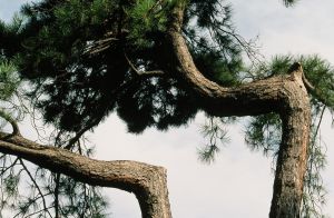Parc des Buttes Chaumont 30