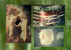 Platane, cerisier, platane