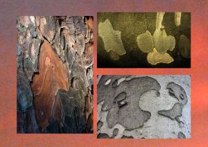 Marronnier, platane, hêtre