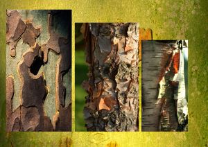 Platane, boueau à papier